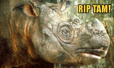 Tam, Malaysia'S Last Surviving Sumatran Male Rhino Died After A Long Battle With Multiple Organ Failure - World Of Buzz