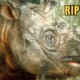 Tam, Malaysia'S Last Surviving Sumatran Male Rhino Died After A Long Battle With Multiple Organ Failure - World Of Buzz