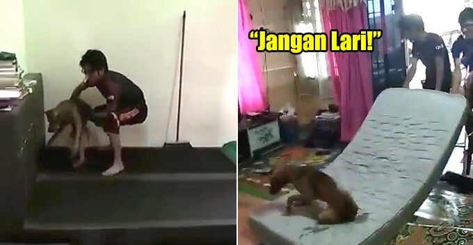 3 Uitm Students Hilariously Try To Move A Stray Dog Without Harming It In Viral Video - World Of Buzz