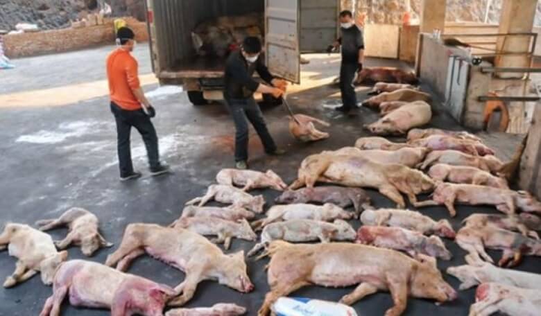 China African Swine Fever E1557741377736