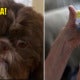 Healthy Shih Tzu Put To Death As Her Owner - World Of Buzz