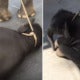 Baby Elephant Collapses Due To Extreme Exhaustion From Walking In 40 Degree Heat - World Of Buzz