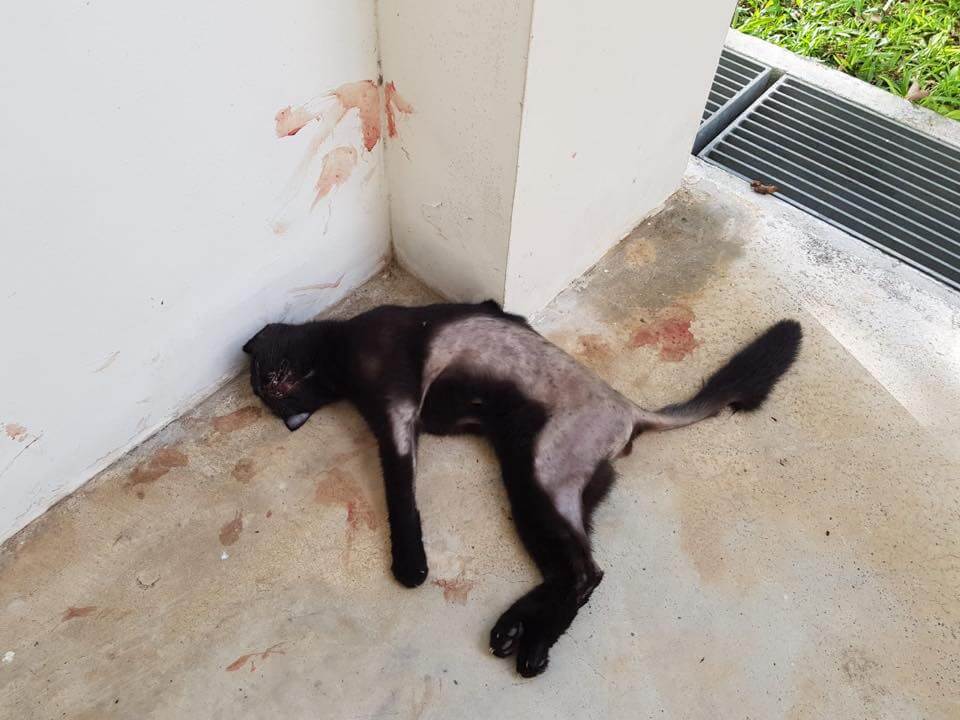 Cat Found Dead & Parts of Fur Shaved, Blood Stains Splattered On Wall & Ground - WORLD OF BUZZ 1