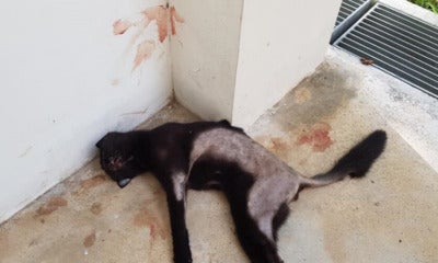 Cat Found Dead &Amp; Parts Of Fur Shaved, Blood Stains Splattered On Wall &Amp; Ground - World Of Buzz