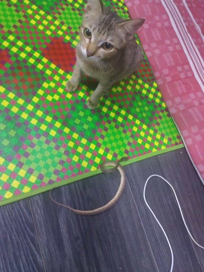 Cute Cat Bites &Amp; Spoil Owner's Earphones, Brings Back Snake As Replacement Gift - World Of Buzz 2