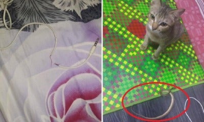 Cute Cat Bites &Amp; Spoil Owner'S Earphones, Brings Back Snake As Replacement Gift - World Of Buzz 4