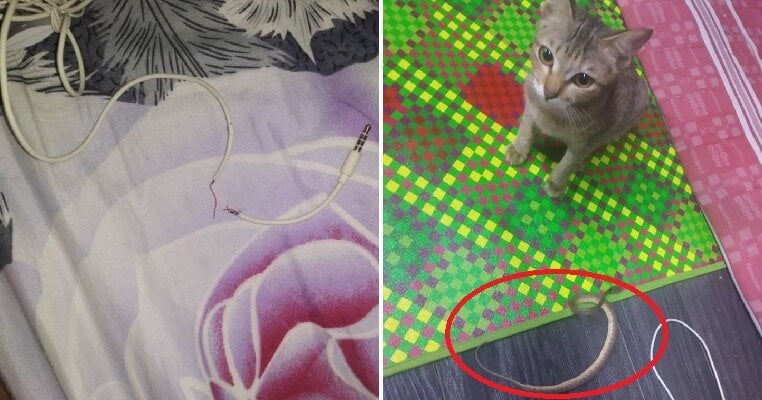 Cute Cat Bites & Spoil Owner's Earphones, Brings Back Snake As Replacement Gift - WORLD OF BUZZ 4