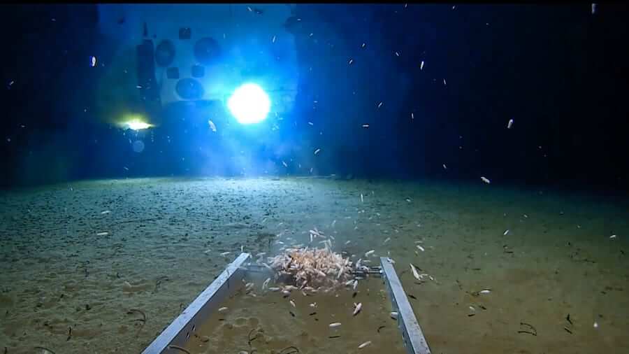 Deep-Sea Explorer Finds Plastic Bag & Sweet Wrappers in Deepest Part Of The Ocean - WORLD OF BUZZ 2