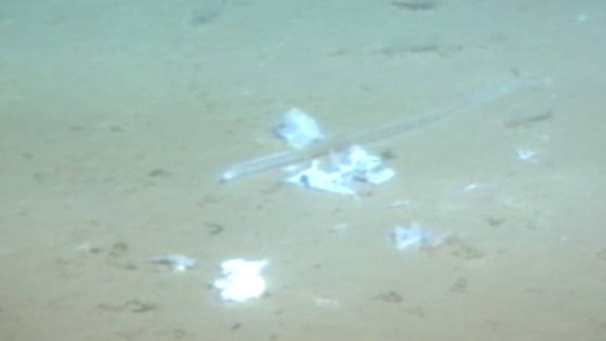 Deep-Sea Explorer Finds Plastic Bag & Sweet Wrappers in Deepest Part Of The Ocean - WORLD OF BUZZ