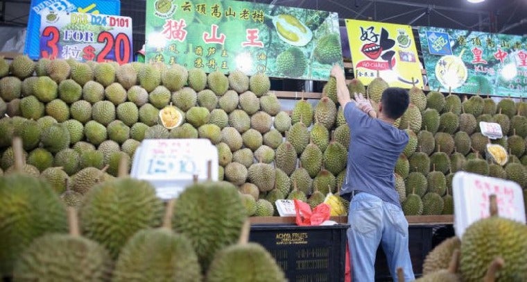 Durian Lovers Rejoice! Musang King Prices Expected to Drop to RM20 Per Kg! - WORLD OF BUZZ 4