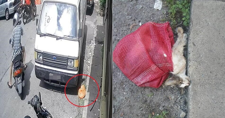 Motorcyclist Heartlessly Dumps Disable Cat Near A Shop In Selayang Jaya, Leaving It To Die - World Of Buzz