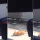 Video Shows Ipoh Council Worker Shooting A Stray Dog As Resident Begged Him To Stop - World Of Buzz