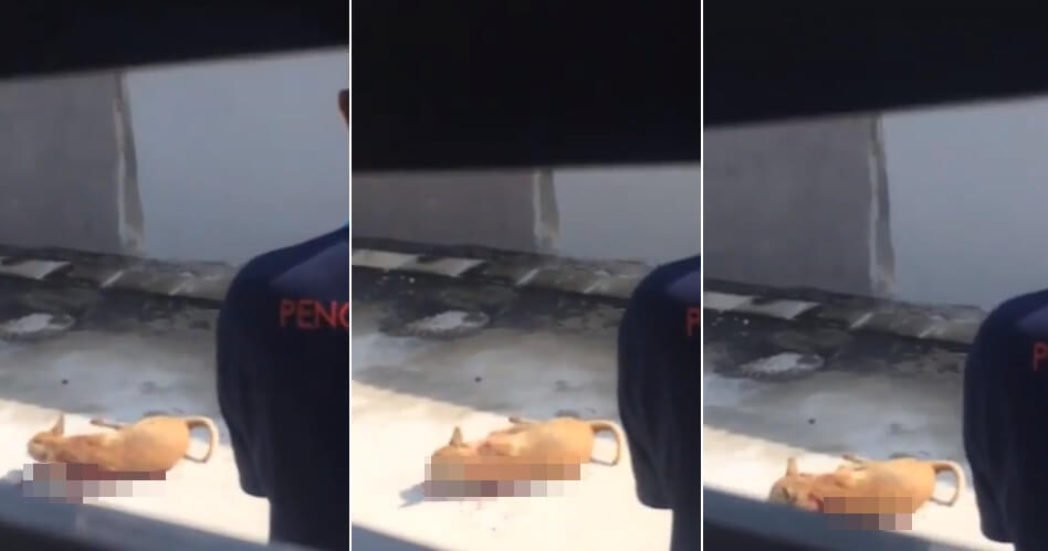 Video Shows Ipoh Council Worker Shooting a Stray Dog As Resident Begged Him to Stop - WORLD OF BUZZ