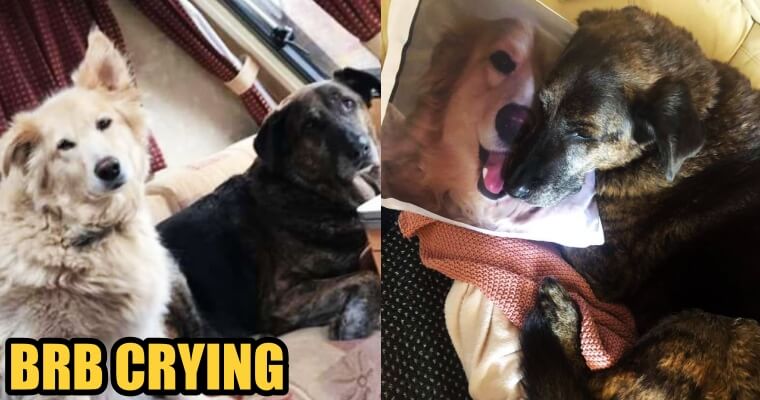 Heartbroken Dog Cuddles With A Pillow of His Brother Who Passed Away - WORLD OF BUZZ 1