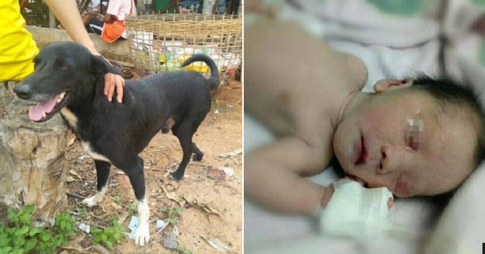 Hero Dog Saves Baby Boy After Finding Him Buried Alive By Teen Mum - WORLD OF BUZZ 5