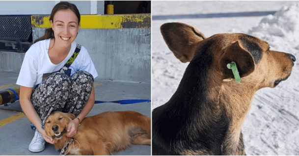 Ipoh City Council Defends Dog Murderer, Stating That It Was Done According To Law - WORLD OF BUZZ 3
