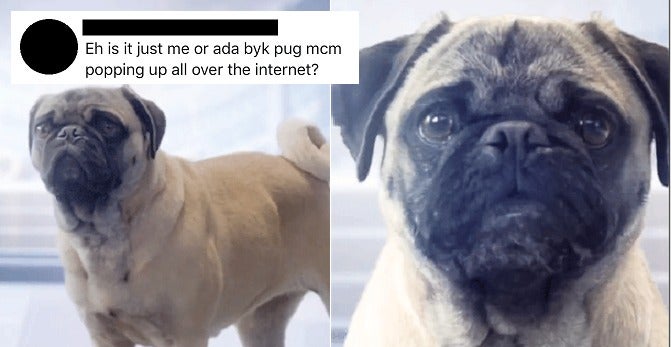Is It Just Us Or Are You Seeing Talking Pugs All Over The Internet Too? - World Of Buzz 4