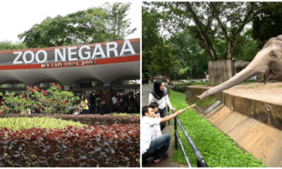 Malaysians Show Support By Flocking To Zoo Negara With Family &Amp; Friends In Tow - World Of Buzz