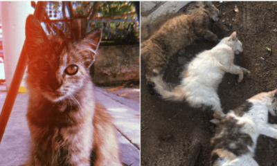 Man Shares Grief After Finding 3 Beloved Cats Cruelly Poisoned - World Of Buzz 1