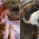 Man Shares Grief After Finding 3 Beloved Cats Cruelly Poisoned - World Of Buzz 1