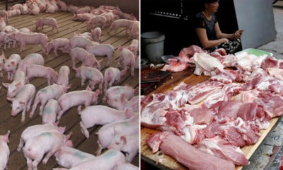 1.2 Million Pigs In Vietnam Killed To Stop Swine Fever From Spreading To Neighbouring Countries - World Of Buzz