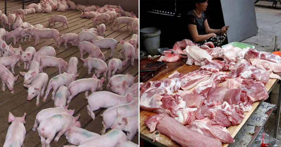 1.2 Million Pigs In Vietnam Killed To Stop Swine Fever From Spreading To Neighbouring Countries - World Of Buzz