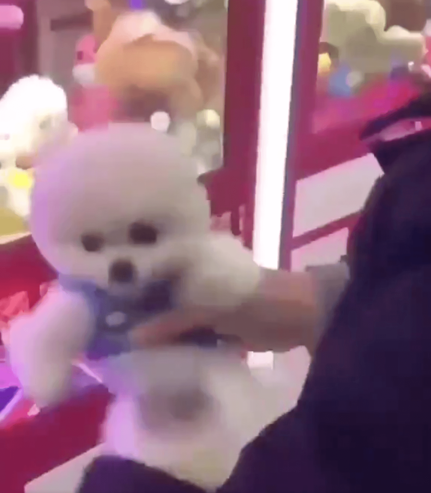 Poor Puppies Are Used As Prize Gifts For A Claw Machine - World Of Buzz 1