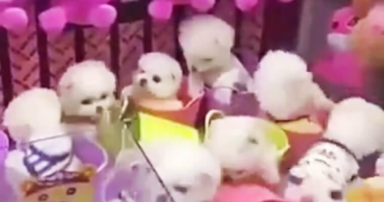 Poor Puppies Are Used As Prize Gifts For A Claw Machine - World Of Buzz