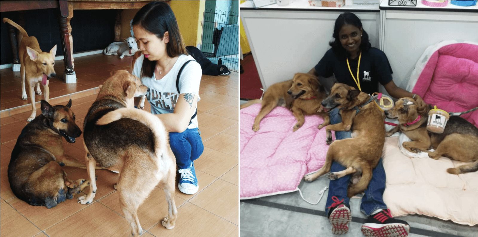 Puppies Adoption Drive at Citta Mall TODAY - WORLD OF BUZZ 3