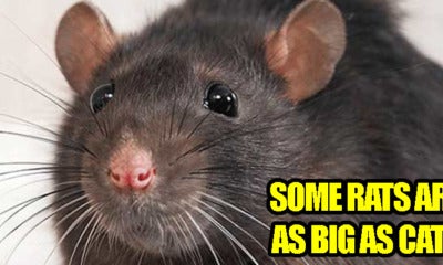 Rats Wanted! Rm3 Will Be Rewarded For Every Rat Caught - World Of Buzz