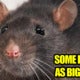 Rats Wanted! Rm3 Will Be Rewarded For Every Rat Caught - World Of Buzz