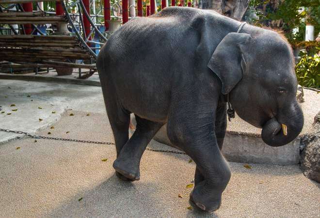 Real Life Dumbo Bites The Dust Due To Thai Zoo’s ‘Care’ And ‘Treatment’ - World Of Buzz 1
