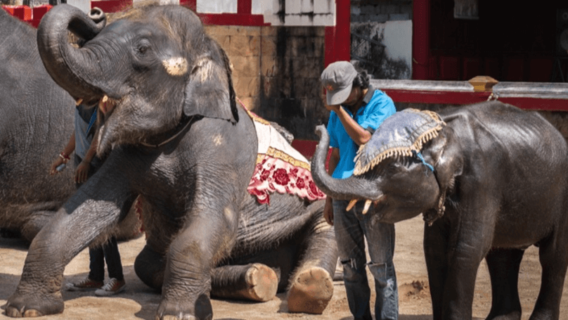 Real Life Dumbo Bites The Dust Due To Thai Zoo’s ‘Care’ And ‘Treatment’ - World Of Buzz 2