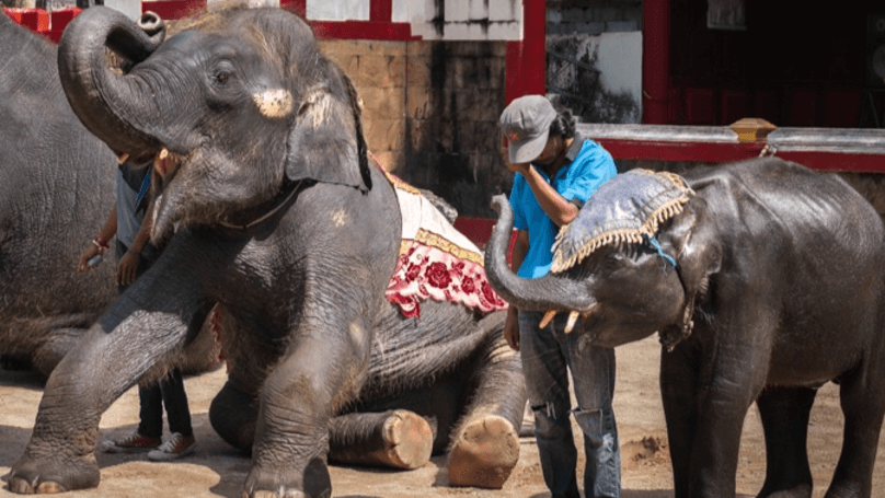 Real Life Dumbo Bites The Dust Due To Thai Zoo’s ‘Care’ And ‘Treatment’ - WORLD OF BUZZ 2