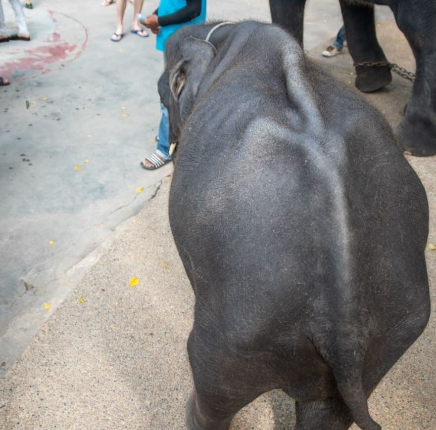 Real Life Dumbo Bites The Dust Due To Thai Zoo’s ‘Care’ And ‘Treatment’ - World Of Buzz 3