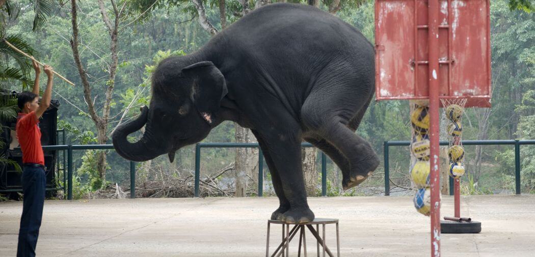 Real Life Dumbo Bites The Dust Due To Thai Zoo’s ‘Care’ And ‘Treatment’ - WORLD OF BUZZ 4