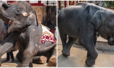 Real Life Dumbo Bites The Dust Due To Thai Zoo’s ‘Care’ And ‘Treatment’ - World Of Buzz 5