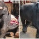 Real Life Dumbo Bites The Dust Due To Thai Zoo’s ‘Care’ And ‘Treatment’ - World Of Buzz 5