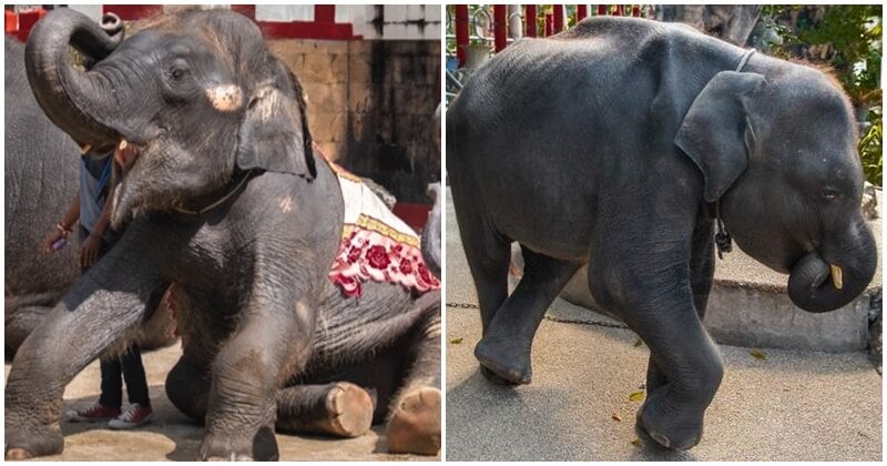 Real Life Dumbo Bites The Dust Due To Thai Zoo’s ‘Care’ And ‘Treatment’ - WORLD OF BUZZ 5