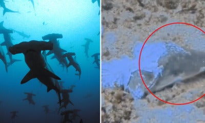 Slaughtered Sipadan Hammerhead Sharks In Sabah Shockingly Found By Foreign Diver - World Of Buzz