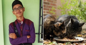 17yo Boy Who Feeds Stray Cats Every Day Dies in Accident On The Way to Feed Them - WORLD OF BUZZ
