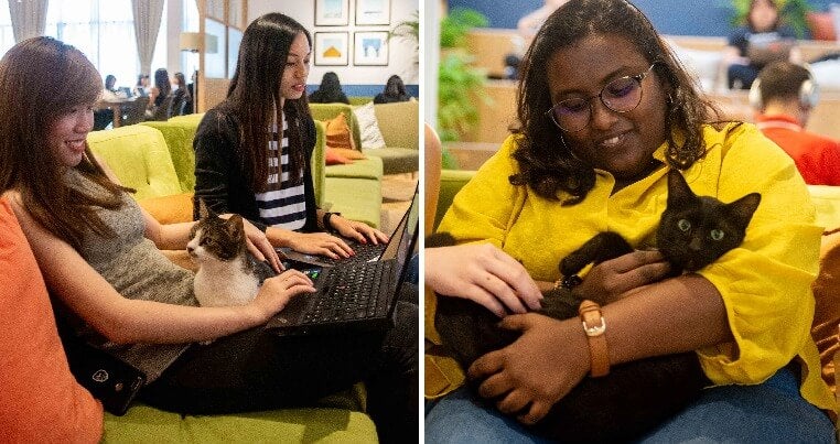 Studies Show Having Office Pets Reduce Stress &Amp; Boost Productivity So We Actually Tried It Out! - World Of Buzz 2