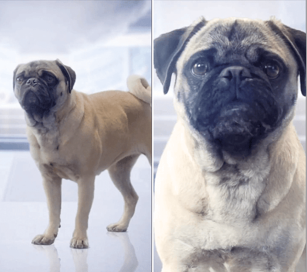 [Test] Is It Just Us Or Are You Seeing Talking Pugs All Over The Internet Too? - World Of Buzz 5