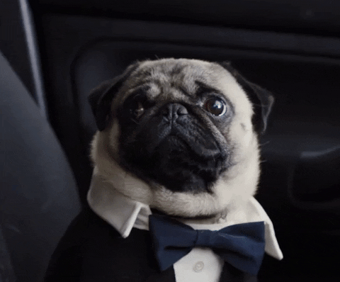 [Test] Is It Just Us Or Are You Seeing Talking Pugs All Over The Internet Too? - World Of Buzz 6