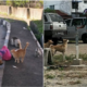 This Malay Man Spends More Than Half Of His Salary To Feed Stray Dogs And Cats - World Of Buzz 3