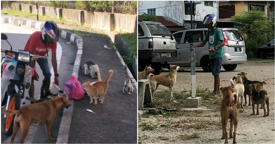 This Malay Man Spends Over Half His Salary To Feed Stray Dogs And Cats World Of Buzz