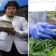 This University In Thailand Just Started A Marijuana Research Institute - World Of Buzz 3