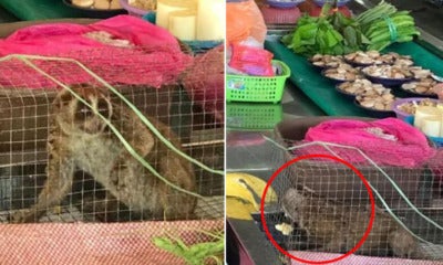 Protected Live Animals &Amp; Slaughtered Wildlife Found Being Sold By Traders In Sarawak - World Of Buzz