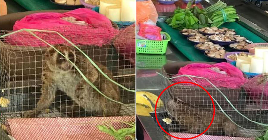 Protected Live Animals & Slaughtered Wildlife Found Being Sold by Traders in Sarawak - WORLD OF BUZZ