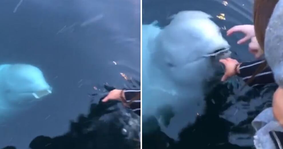 Woman Drops Her Phone In The Sea, But Adorable Whale Swims To Surface &Amp; Returns It To Her - World Of Buzz 2